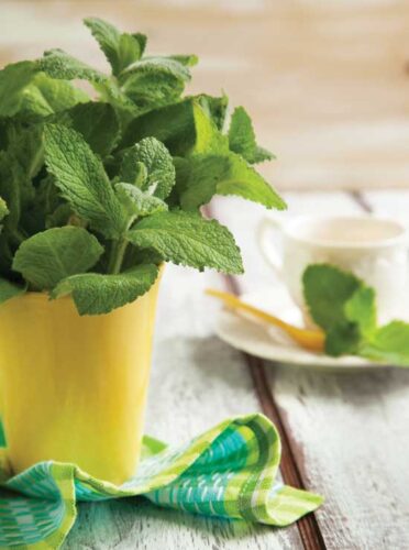 Growing Mint: From Harvesting to Using